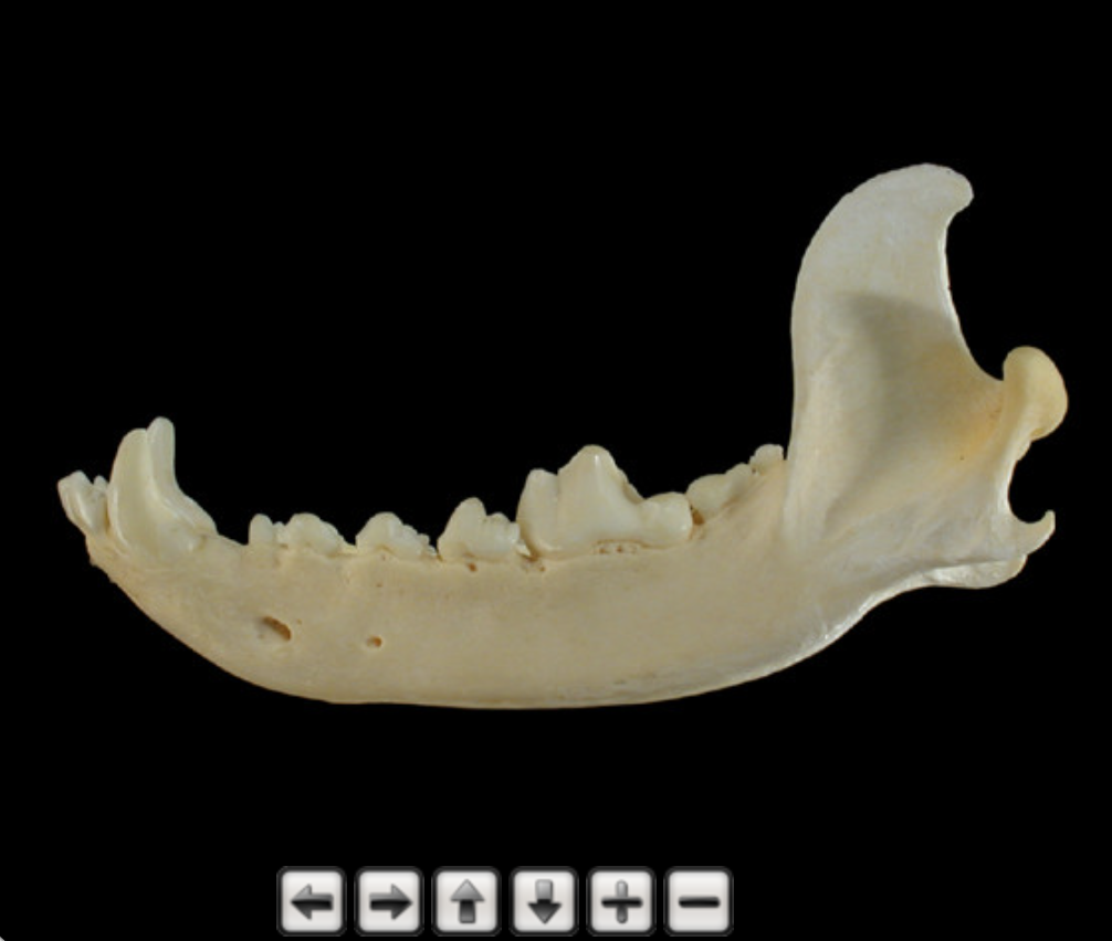 Rotate viewer with zoom, left, right, up, and down arrow buttons below the specimen